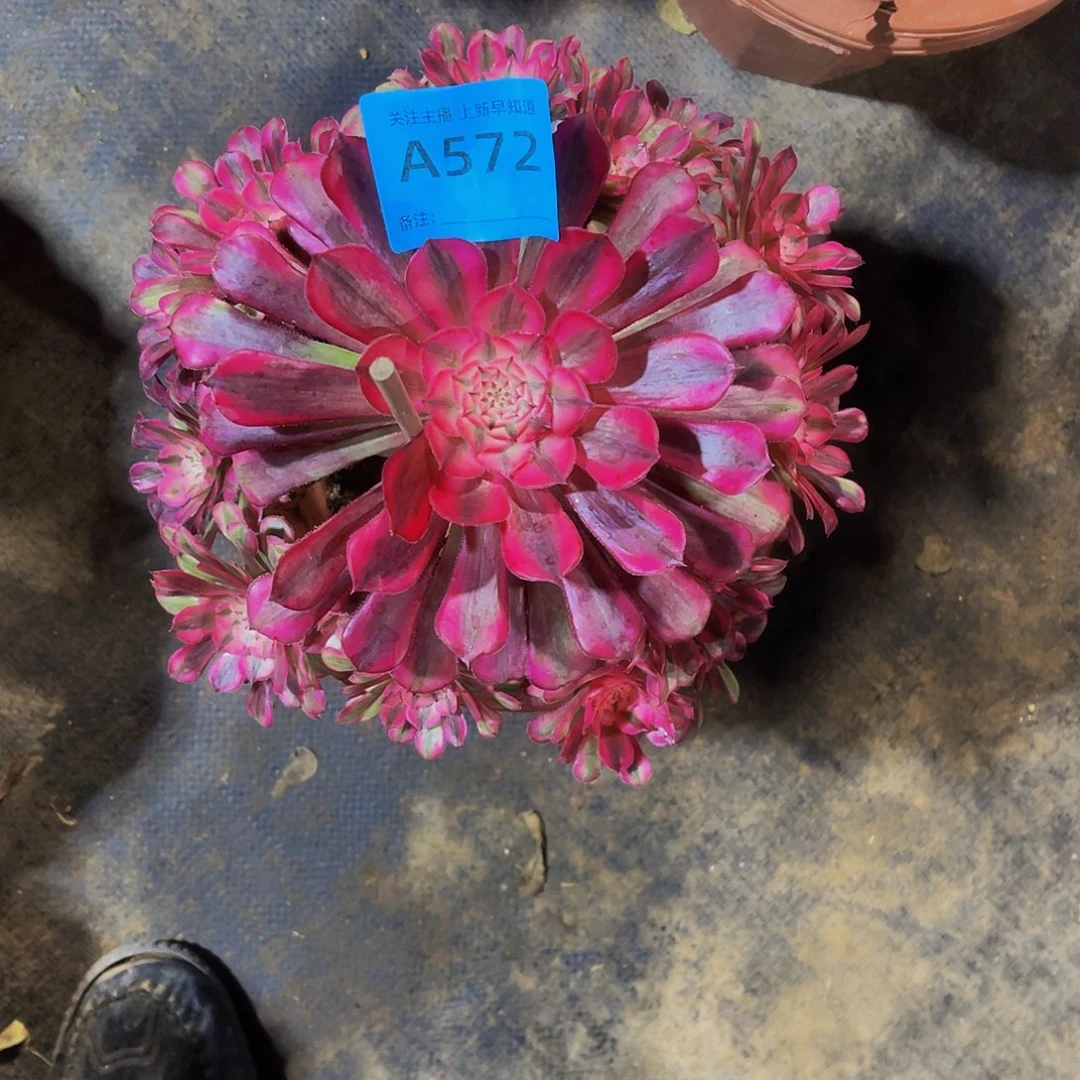 多肉红桐白脱土发货572