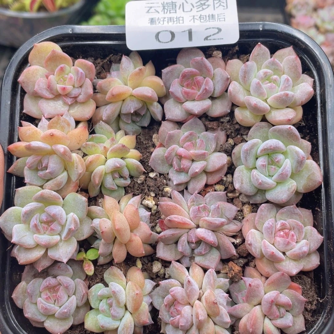 云糖心多肉植物12