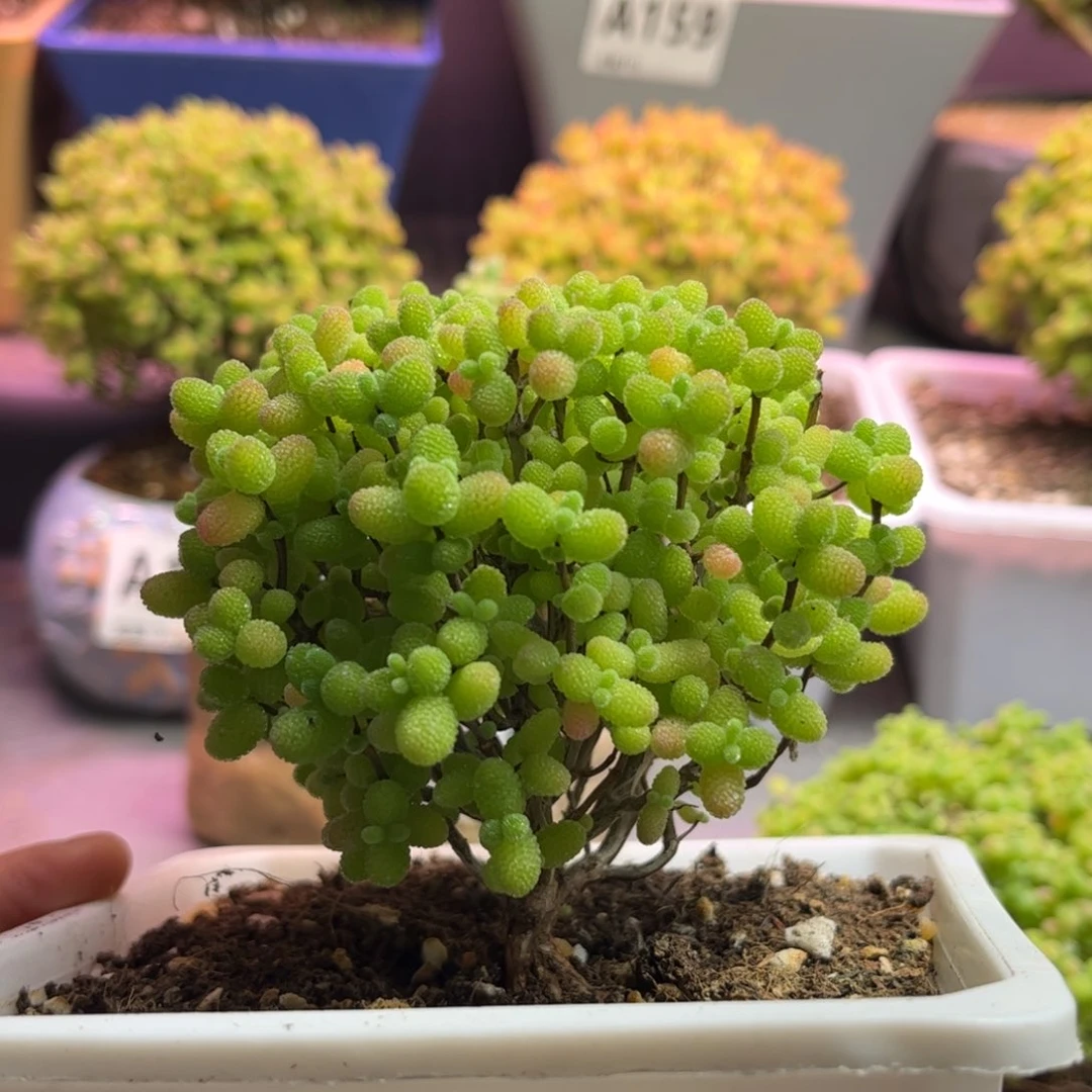 14金桔优选枝干番杏