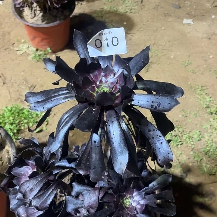 一物一拍10号一颗脱土