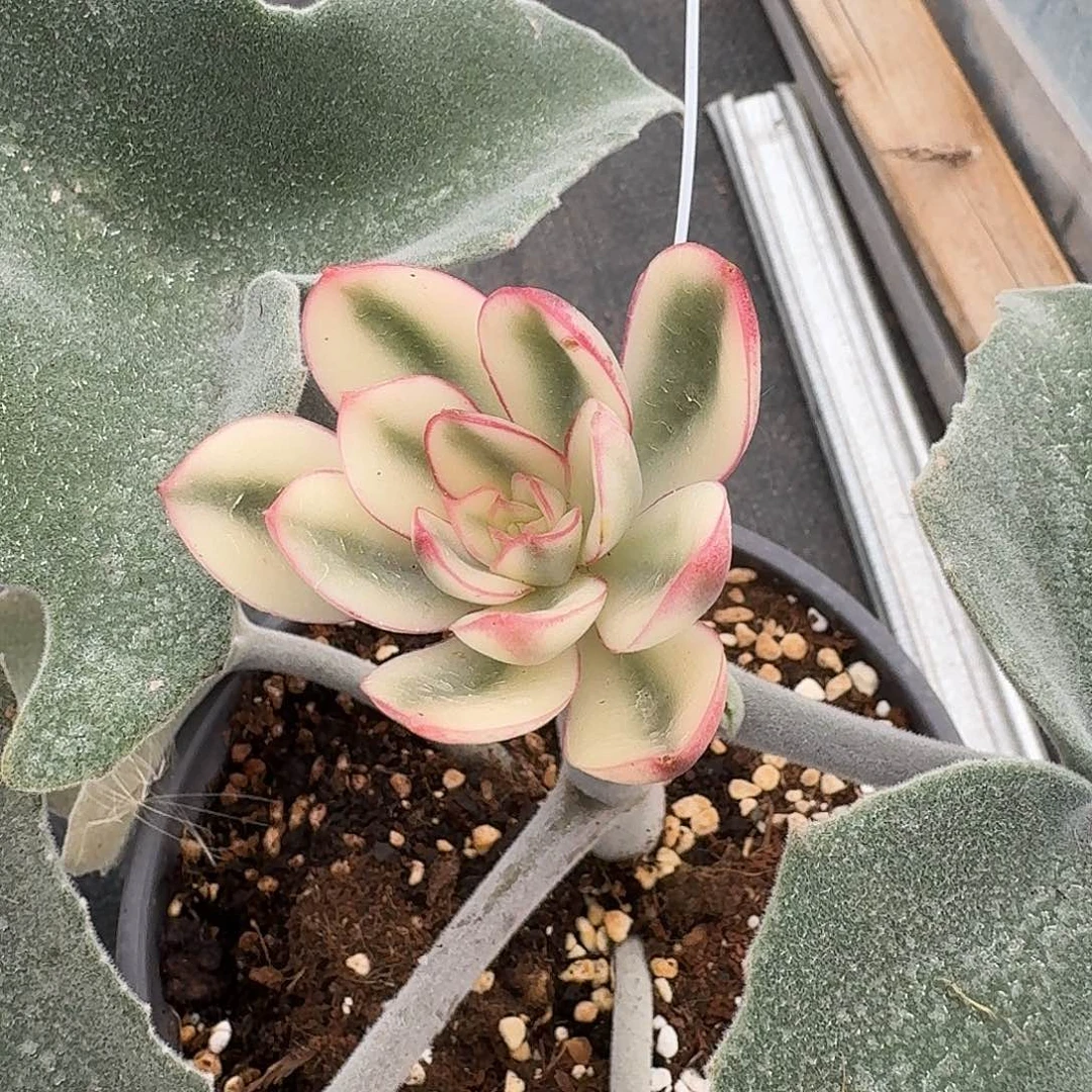 豆***果红花女王锦一物一拍