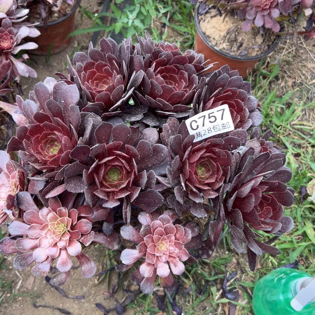 夏*757多肉  黑瞳