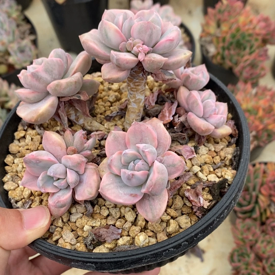 彩虹糖多肉植物A624