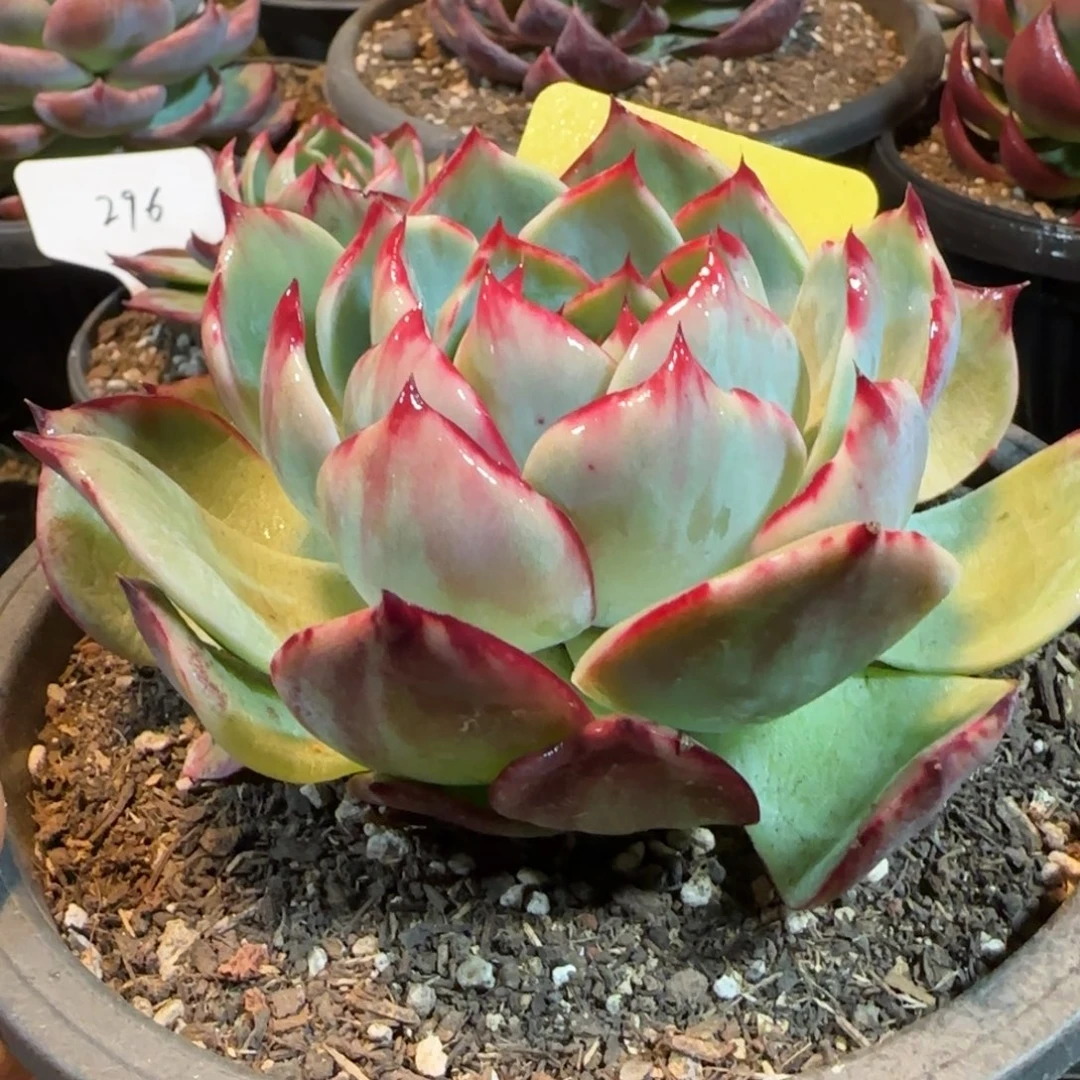花脸拉丝惊鸿一物一拍包装收缩花旱281