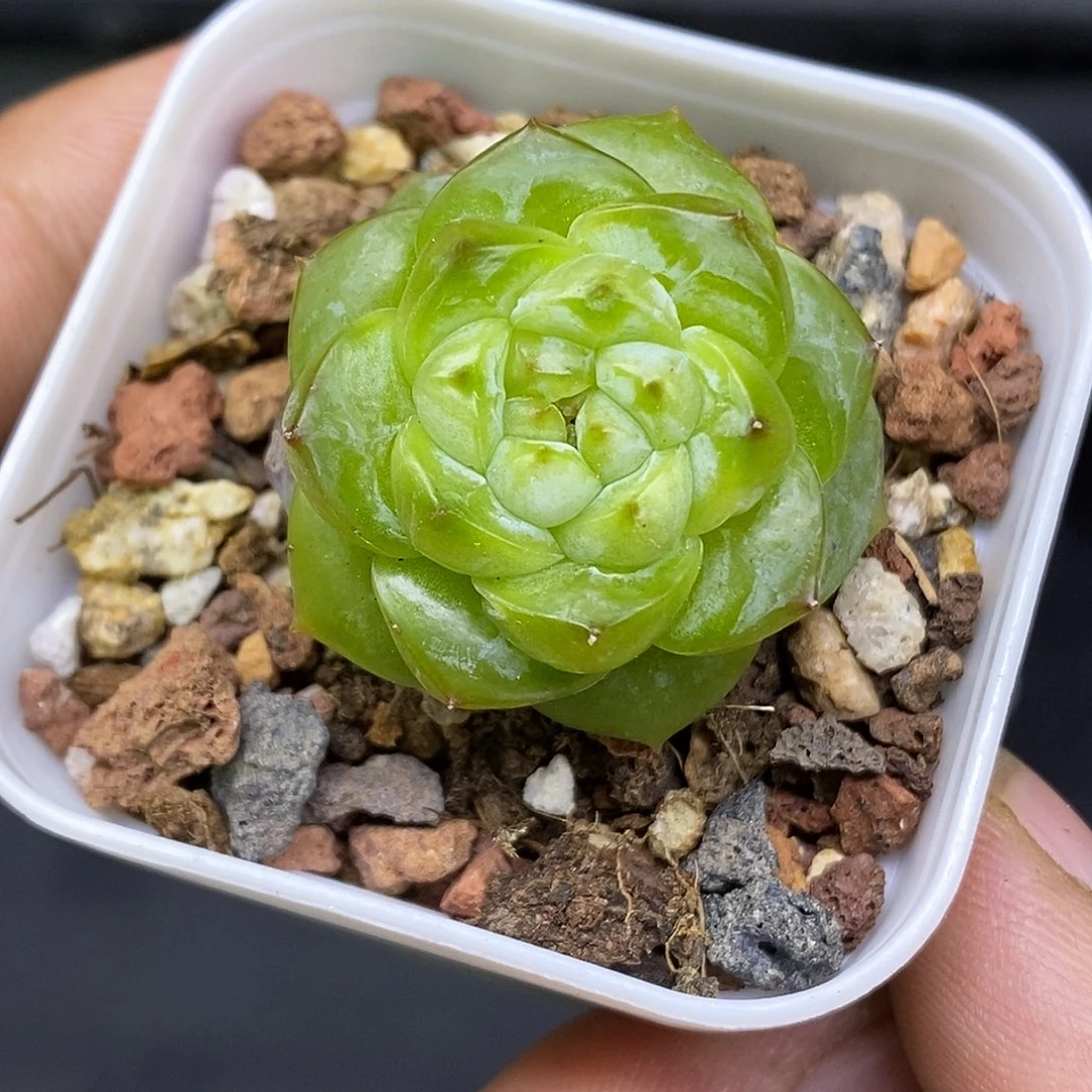 糖心30包邮非偏远