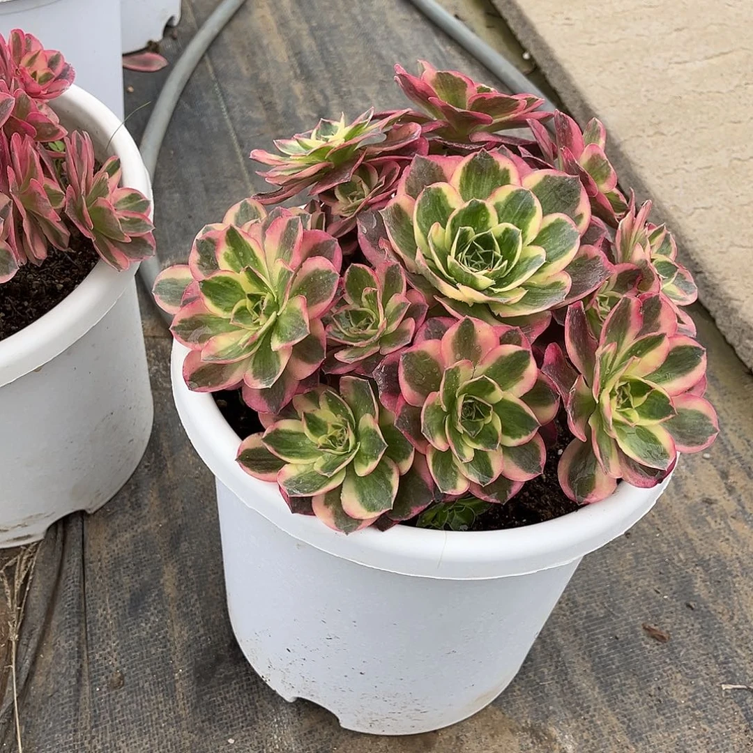 如意法师漂亮漂亮漂亮