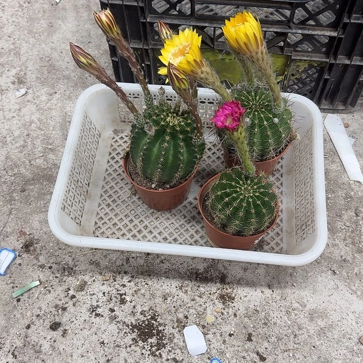 *****无花朵彩草哈哈哈哈哈哈哈
