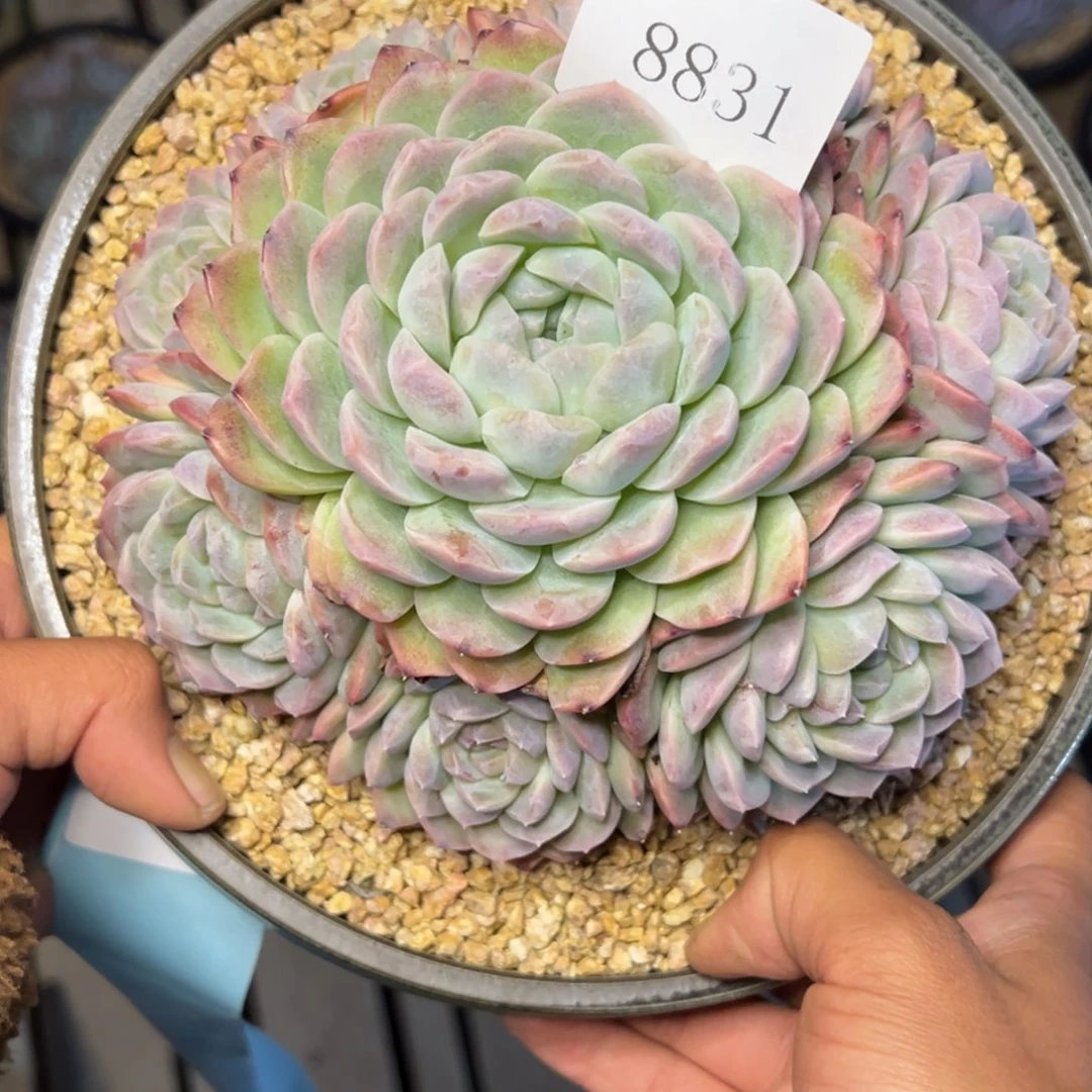 郭**°8831多肉多多多多