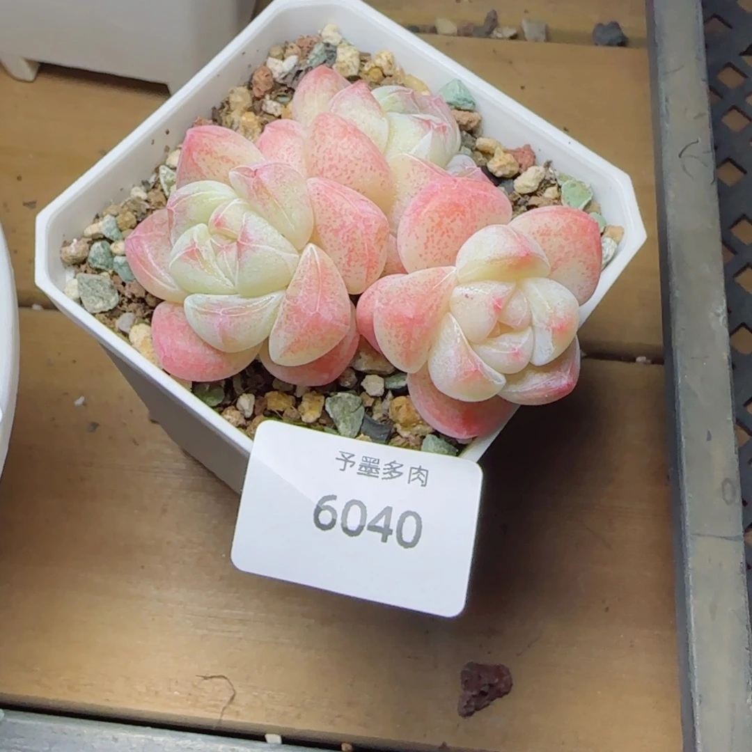 冰玉无砍，6040多肉植物