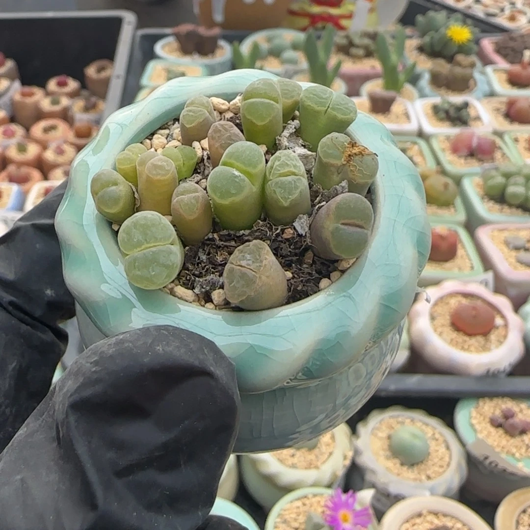 1373--一物一拍 带盆