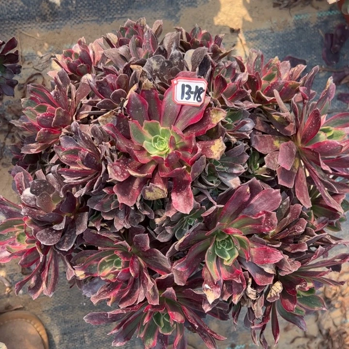 赤霞飞微瑕多肉植物13-18