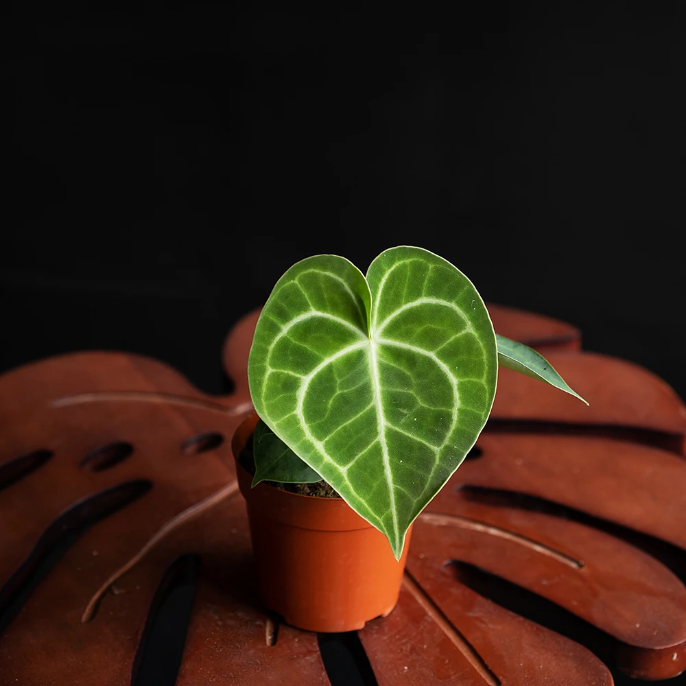 【藤气层 | 克莱恩后】 籽播 好养护 心型叶片 纹路超密