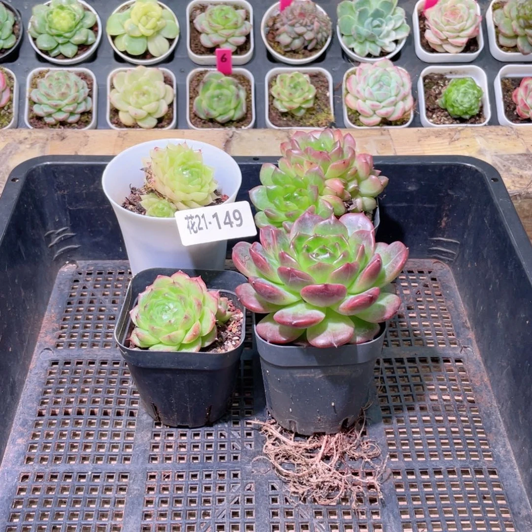 花利美21-149框拍4颗