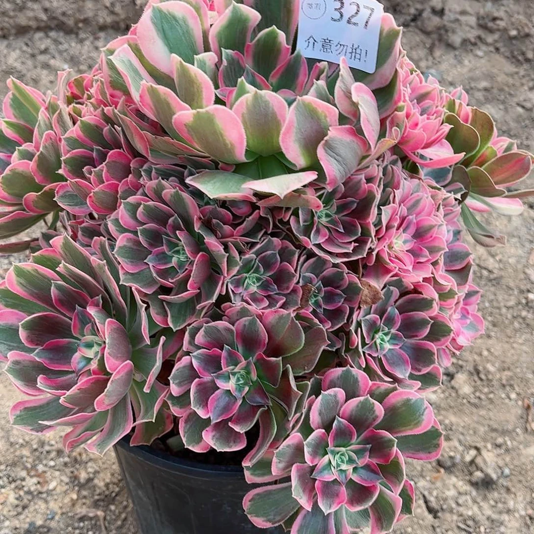 无花朵多肉植物327