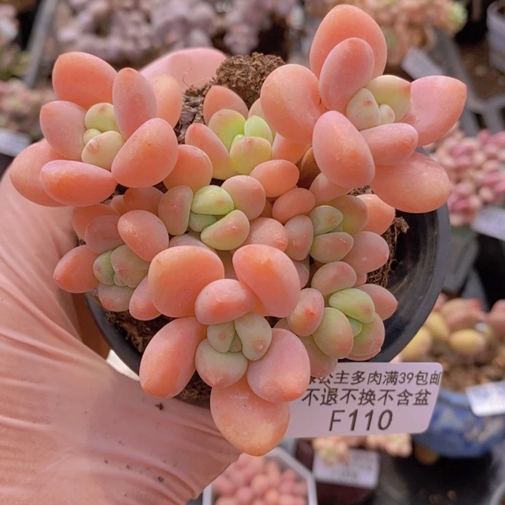 橘子香水洛神8cm110多肉植物