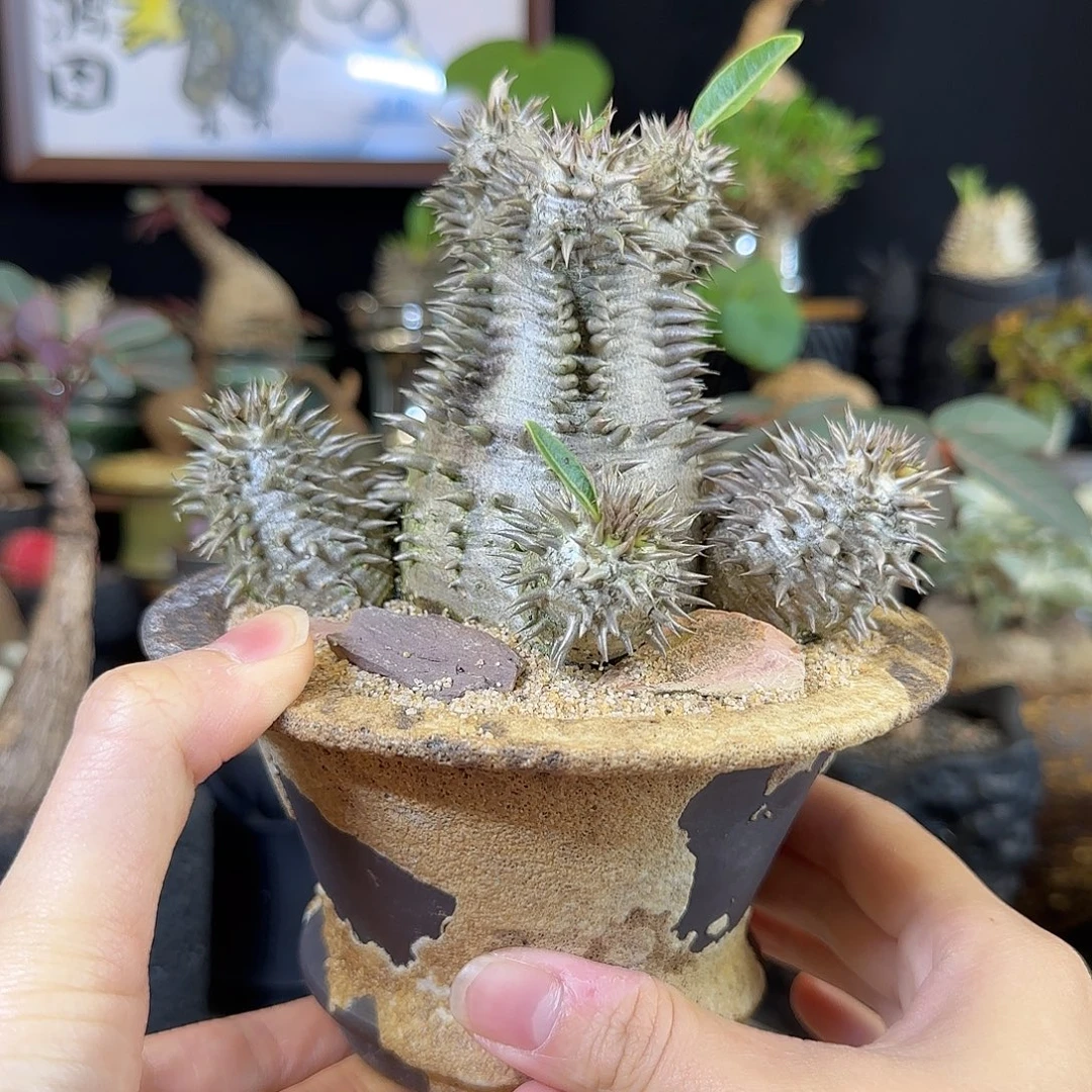 一物一拍多头惠比大黑