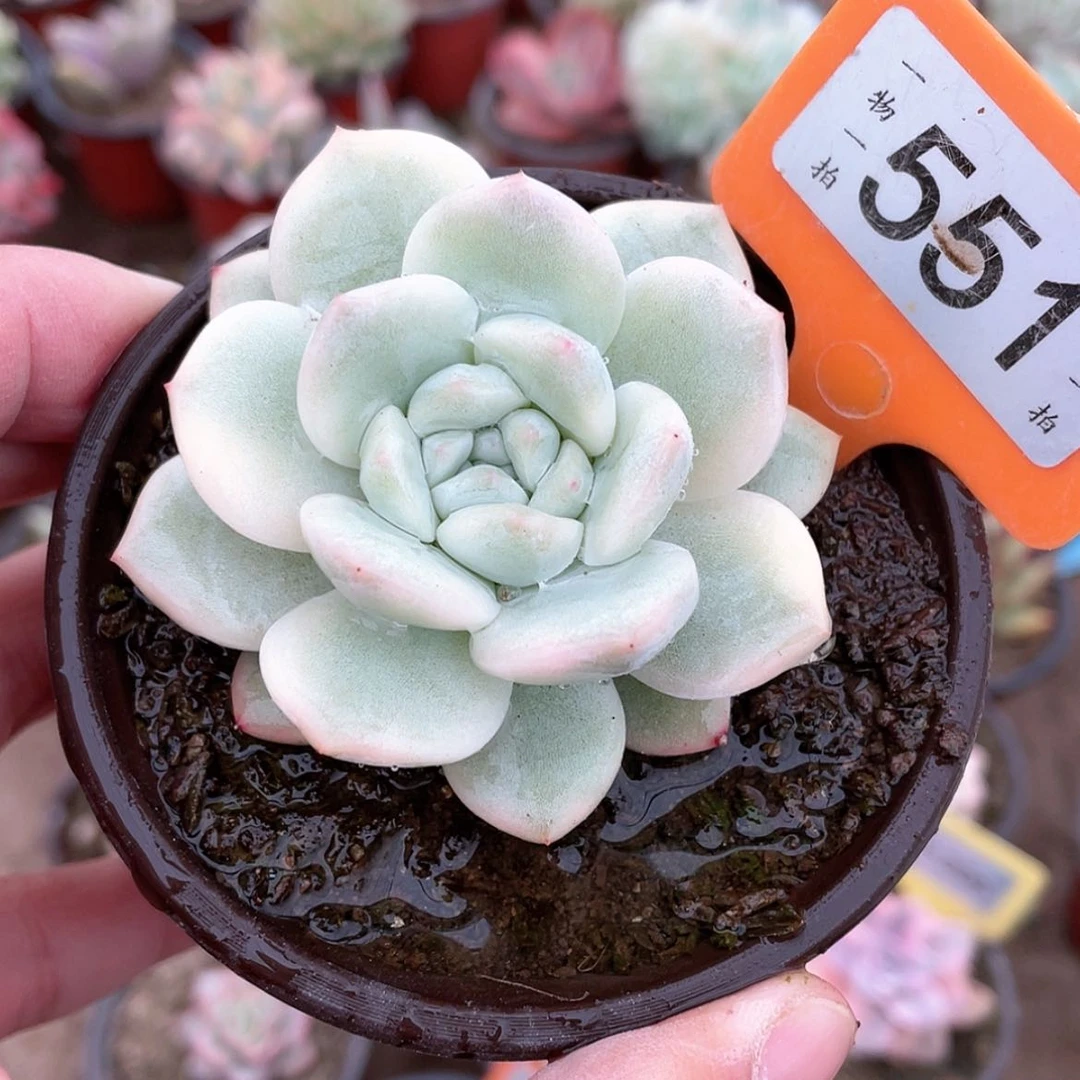 【闪购商品】551号