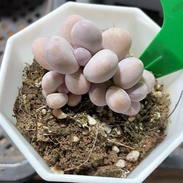 多肉植物彩虹奶968