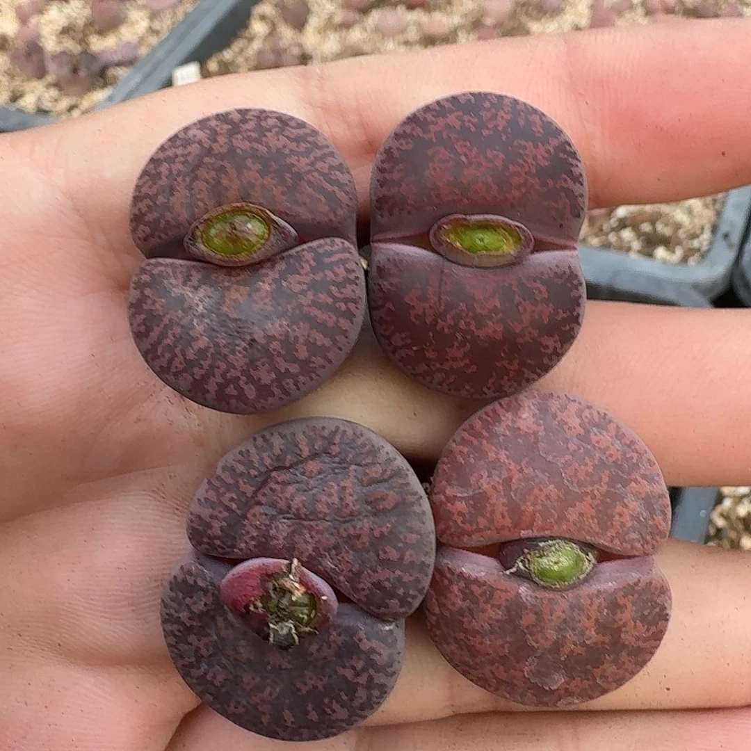 A018酒红紫勋酒红绫耀玉混合母本