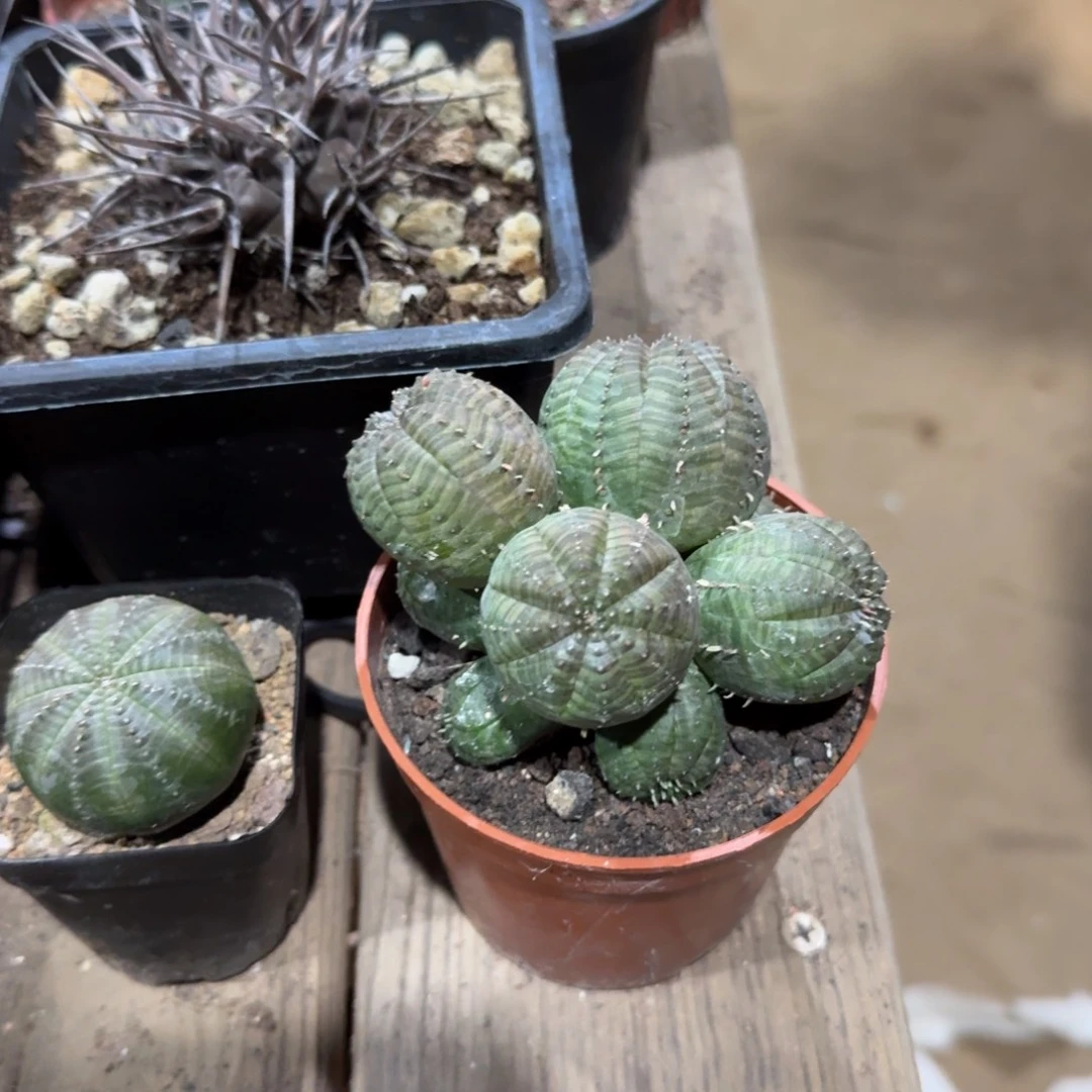 群生布纹球带盆带土发货