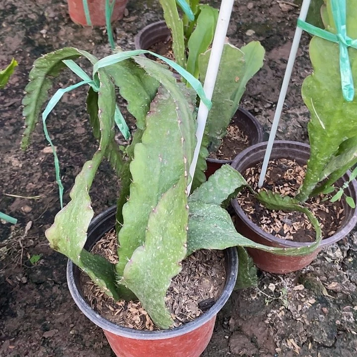 魏*令箭荷花盆栽江南粉