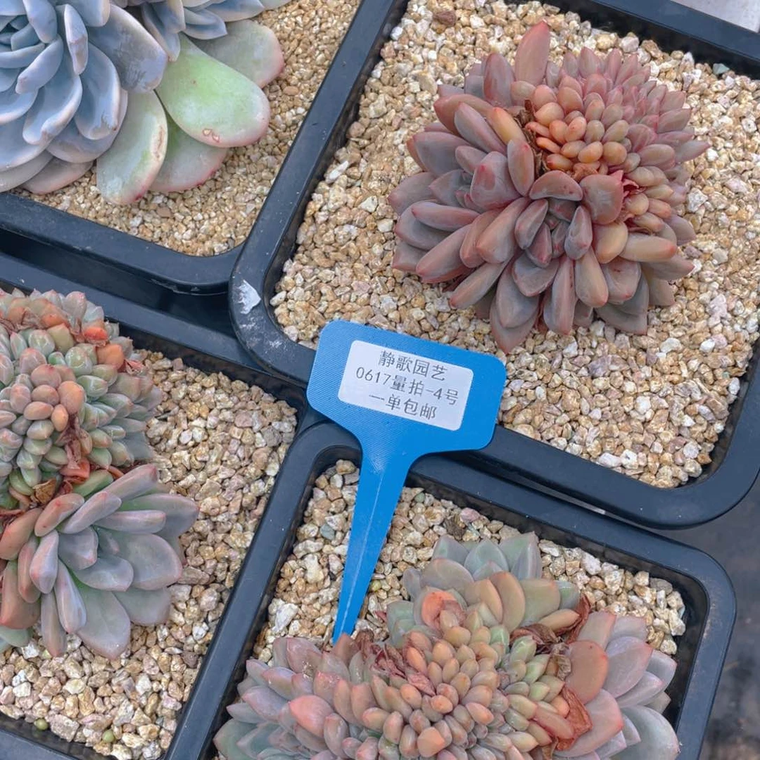 0617-4-凌雪缀化板子一颗