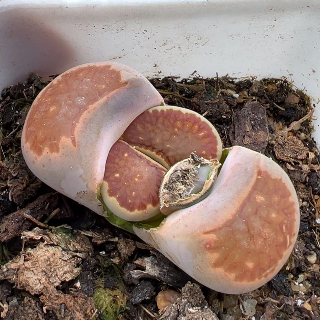 3.3好看的多肉脱土发货258