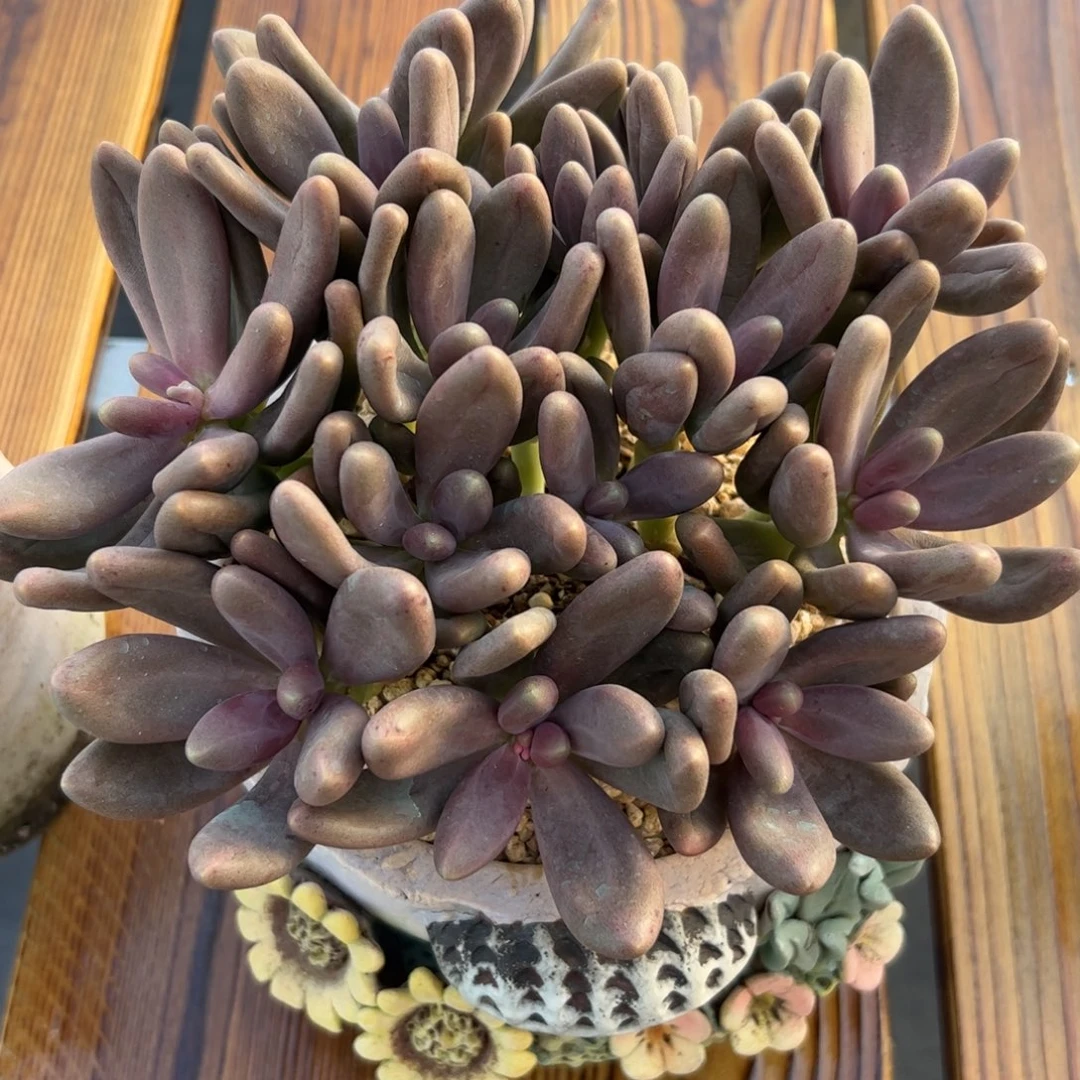 丫***丫糖果自然群多肉植物