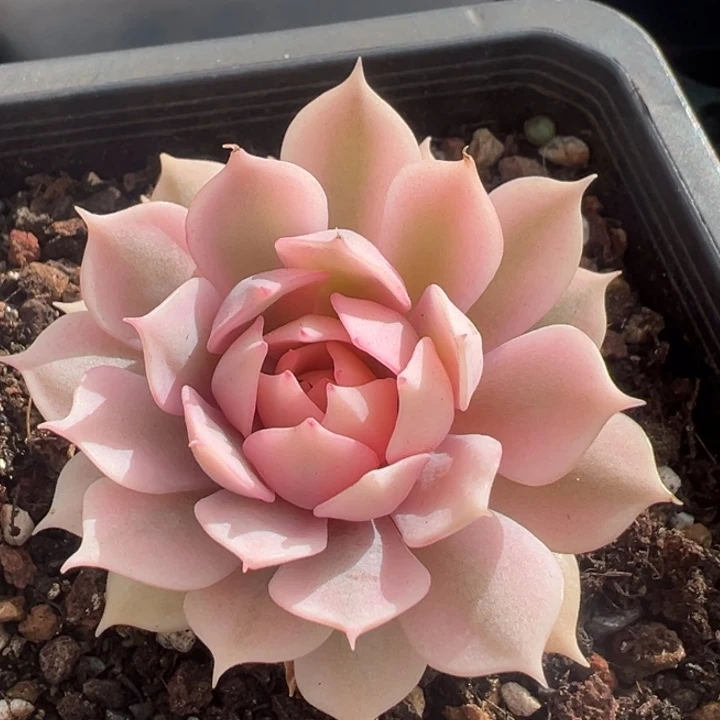 粉蝶锦一物一拍锦龙