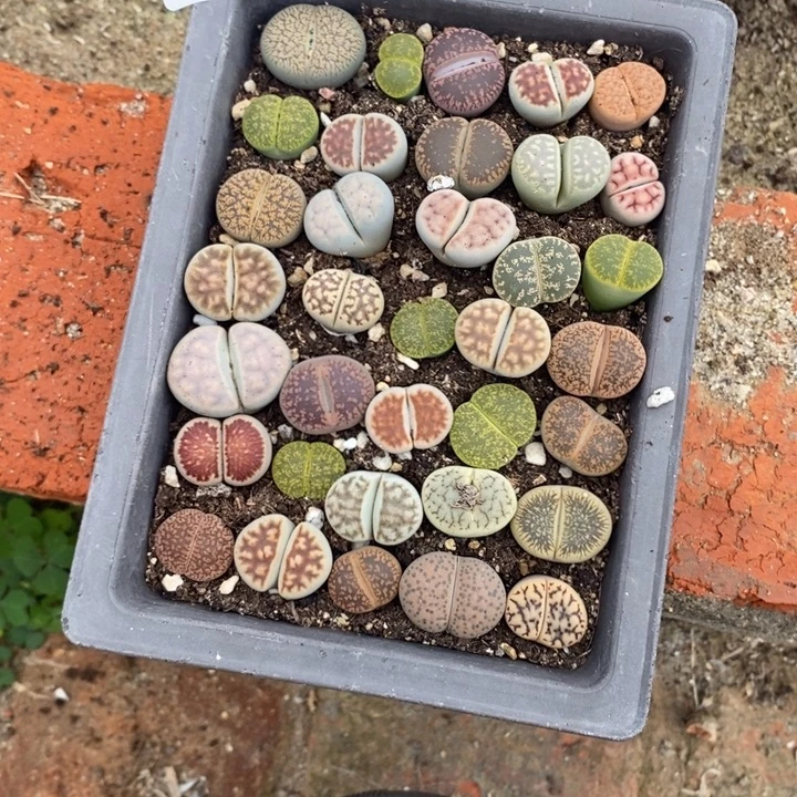 顺***然生石花等植物的生长680