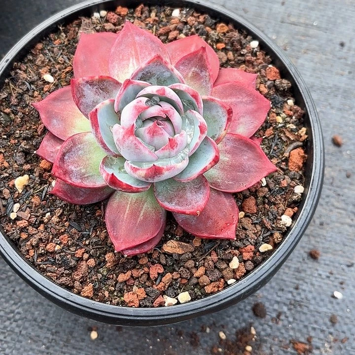 多肉植物，惊魂仙子