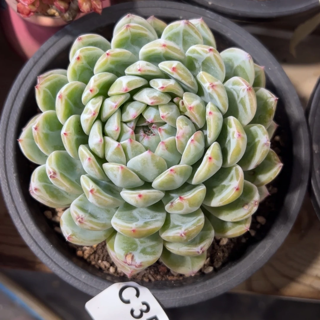 351 满38包邮一物一拍