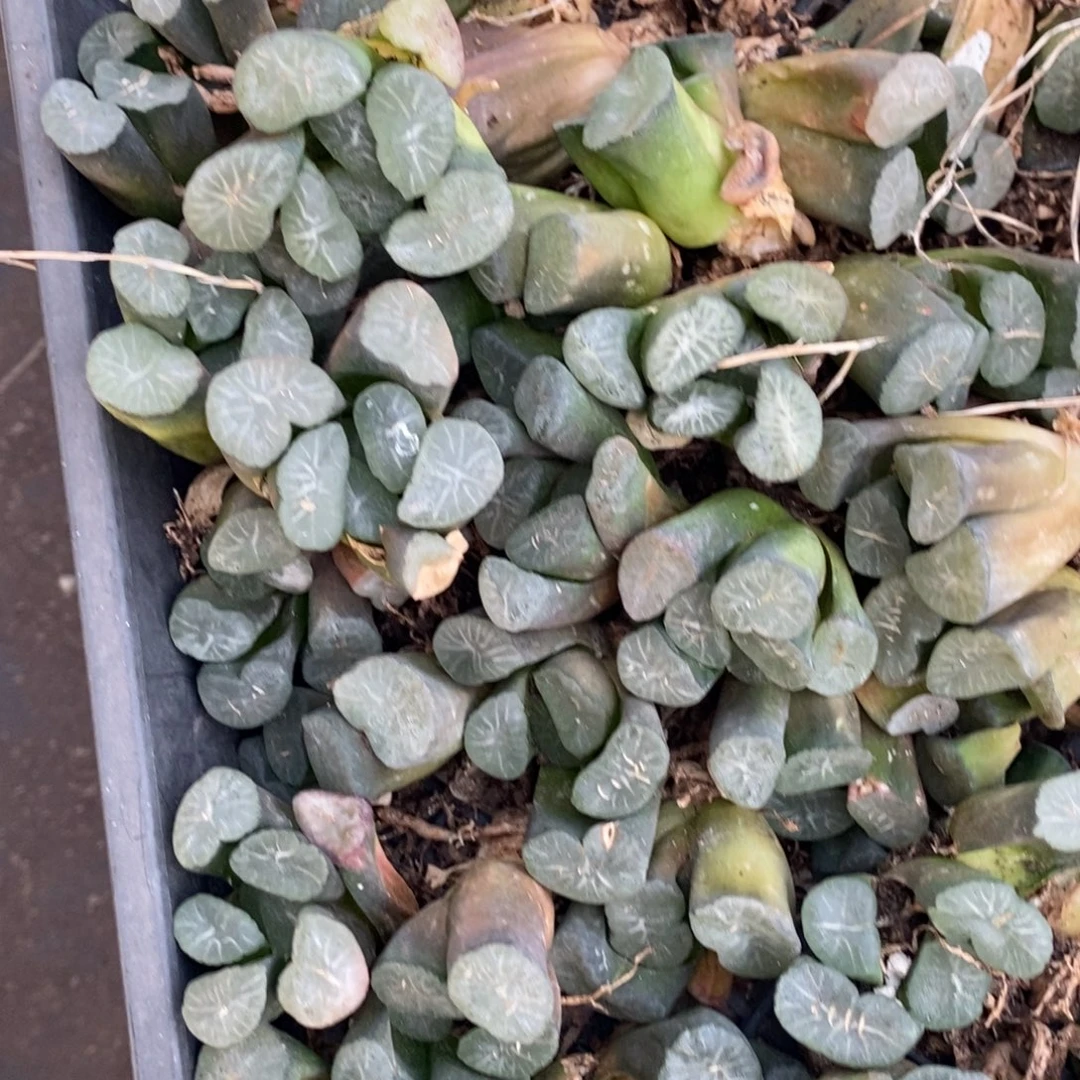 1906 一颗实生大窗万象 挑大的发货