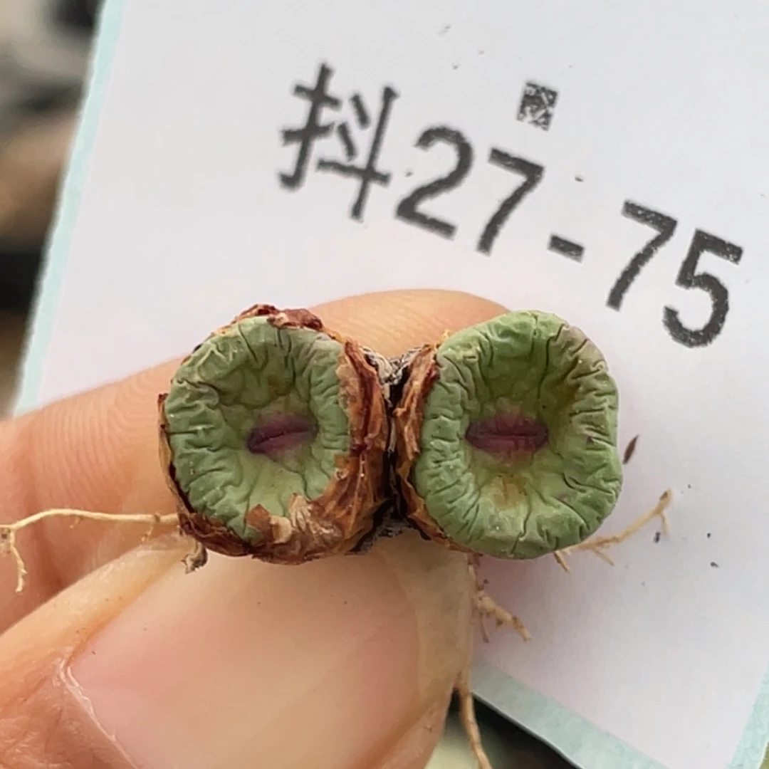 27-75嘴多肉植物肉锥