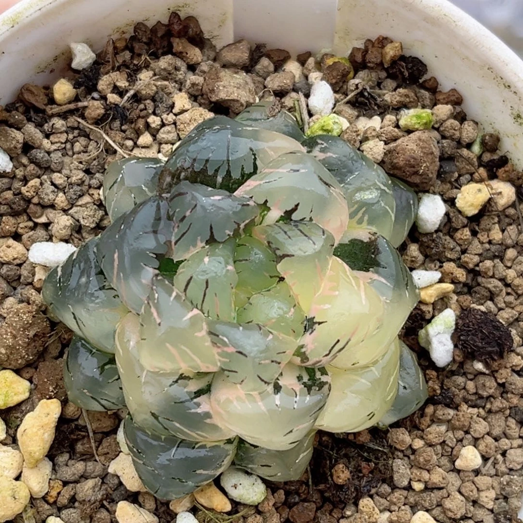 88紫罗兰玉露锦福利专场