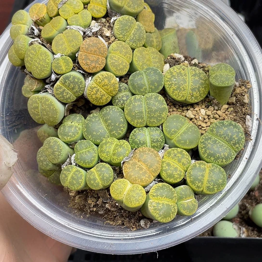 4220000000花花花花花花