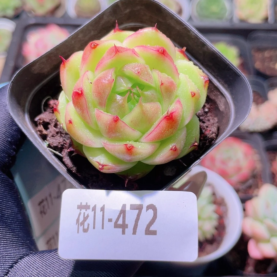 花利美11-472海王