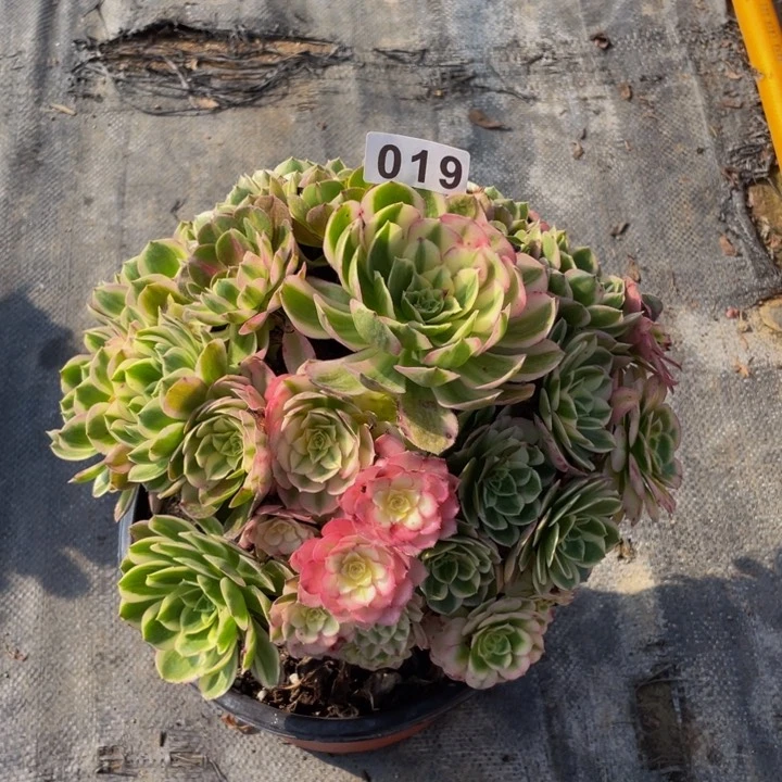 冰*?19老庄多肉法师海鲜