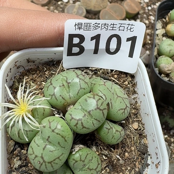 101多肉植物多肉植物