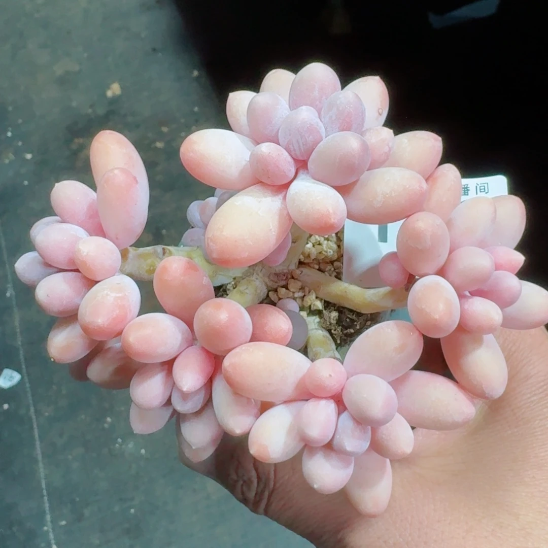 汤圆群生整装无砍