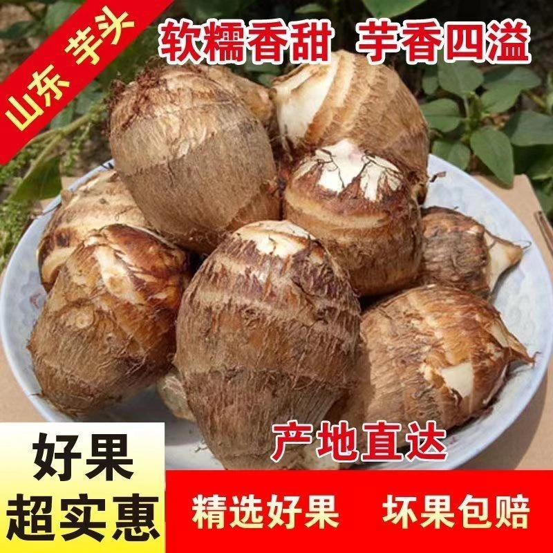 【香糯】山东奶油小芋头农家新新鲜现挖牛奶芋头软糯奶香粉糯软糯