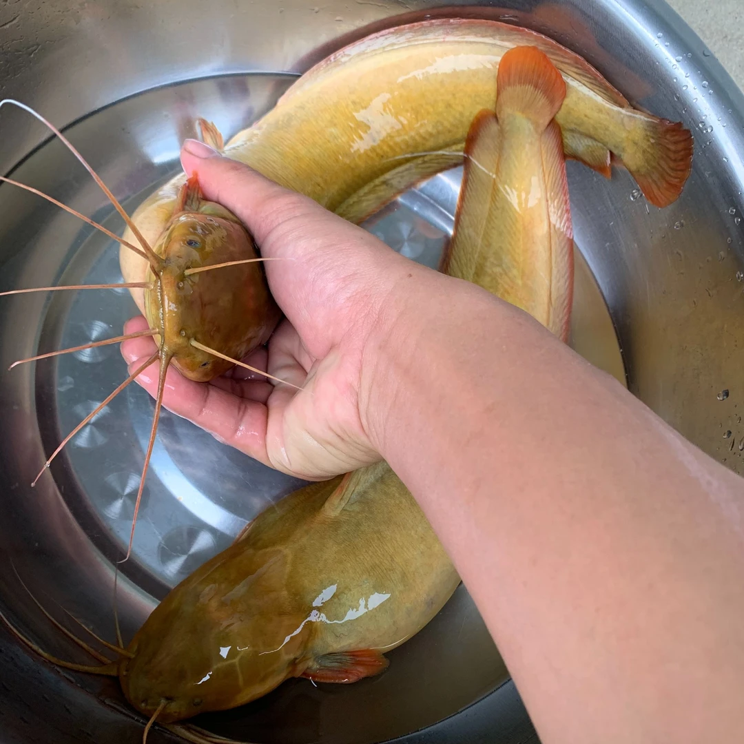 新品皇5牛鲺花麻鲶塘鲺鱼本地塘鲺鱼八须胡子鲶高抗高密度易养