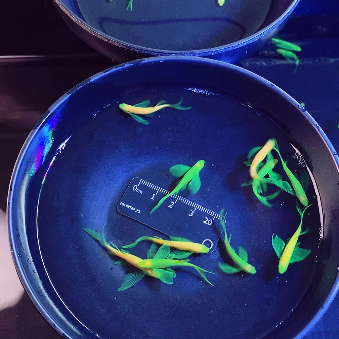 斑马鱼蝶翼斑马翡翠➕龙凤各5个再送1黄金1红