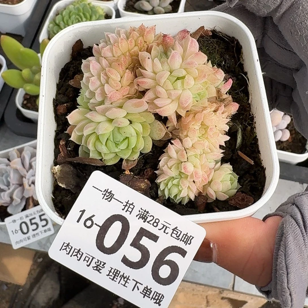 羊脂球缀化无盆土发货无