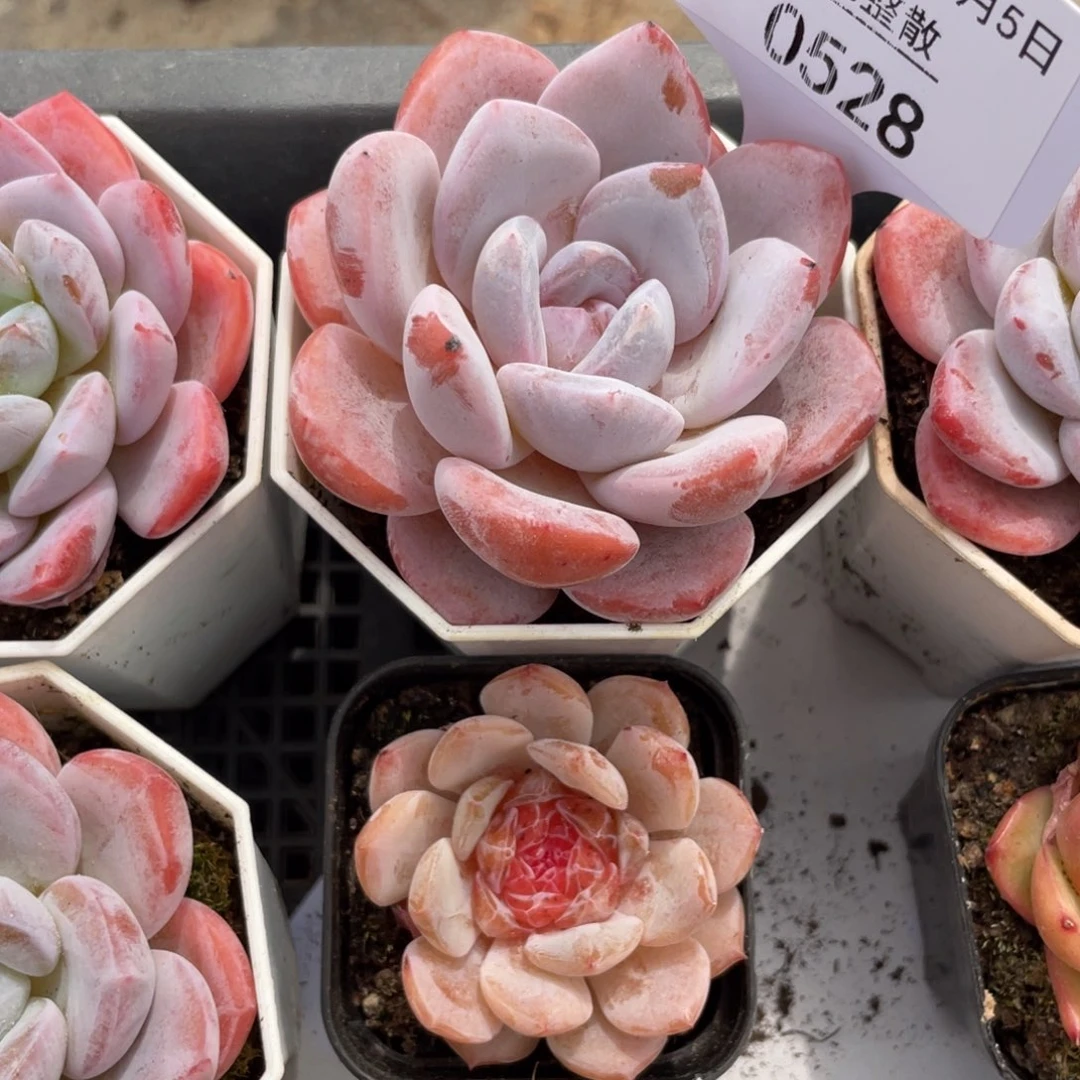 不包整散。盆子不售后0528