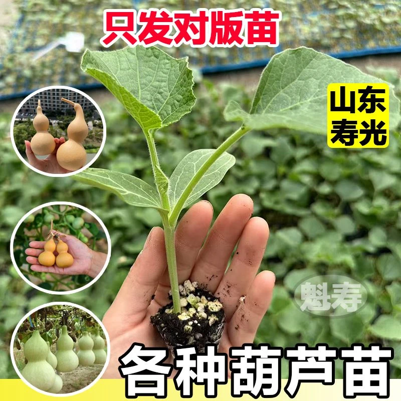 山东寿光大酒葫芦苗秧带土球根系发达易成活观赏文玩亚腰葫芦种子