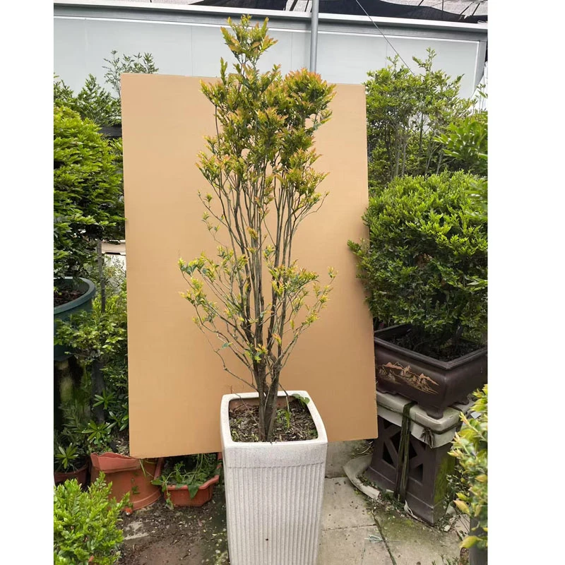 小叶紫檀树桩室内绿植紫檀盆栽四季常青植物黑骨茶春季窗台美观