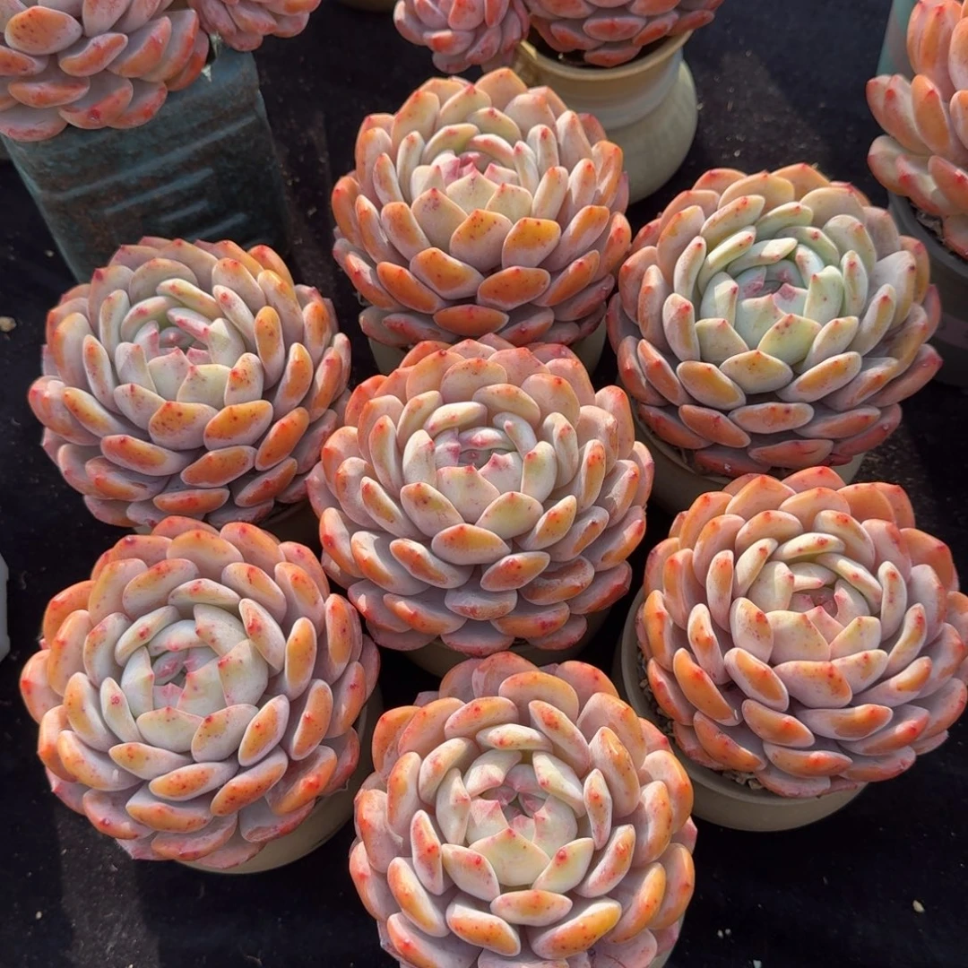 一组两颗，冠幅10公分，带盆发货。