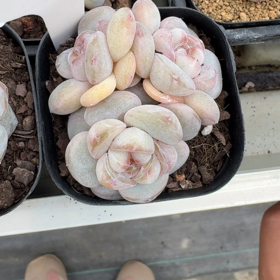 1124-09-果汁软糖