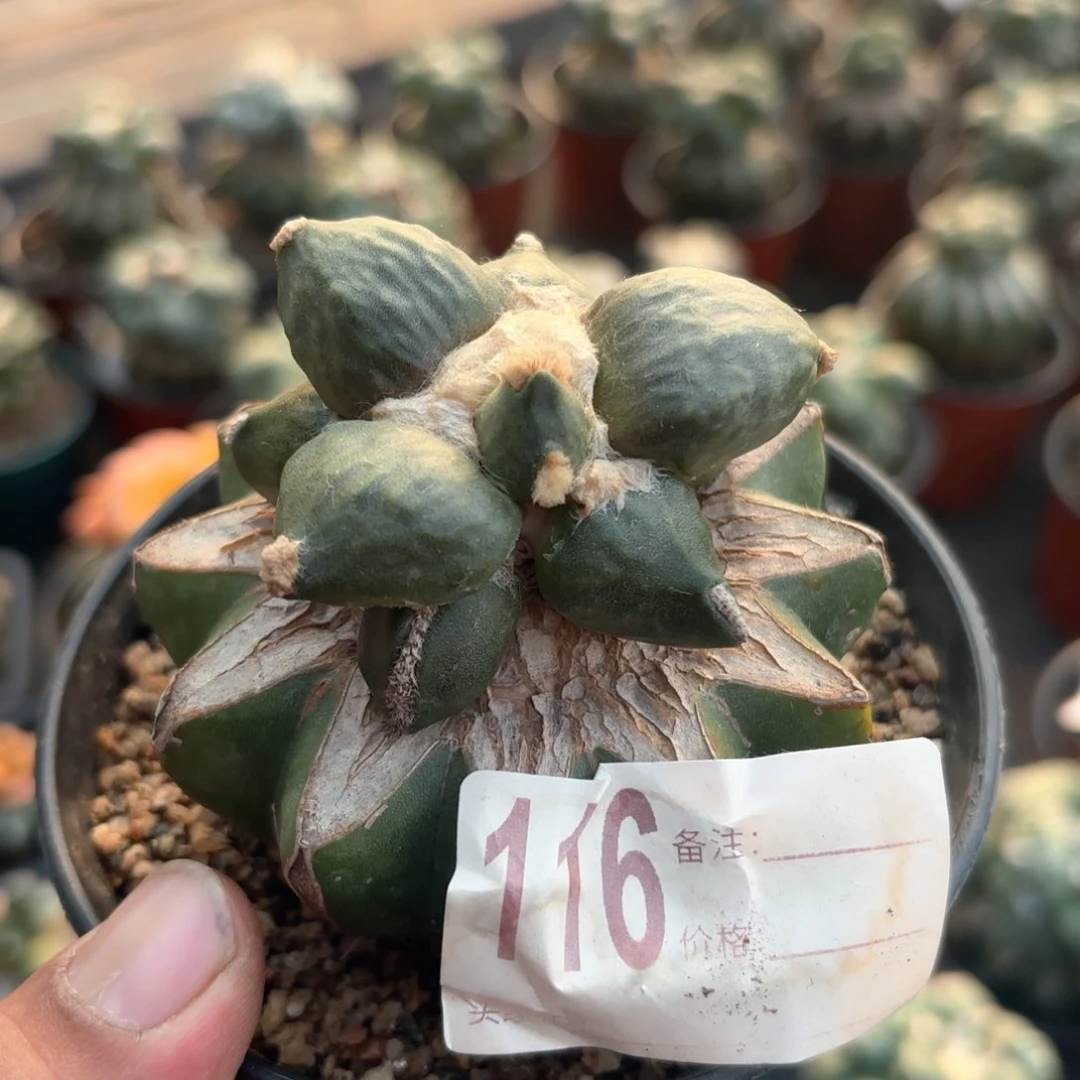 怒涛牡丹仙人球116